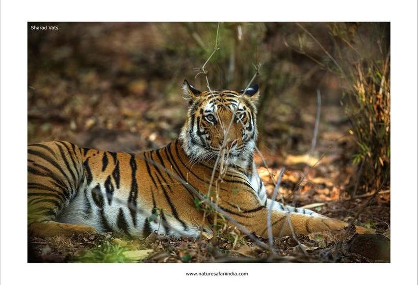 Hotel Tiger Den Resort 18