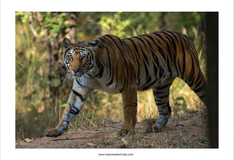 Hotel Tiger Den Resort 20