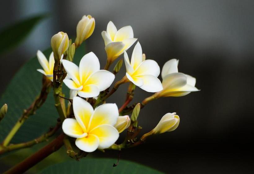 Hotel Thai Dee Garden 9