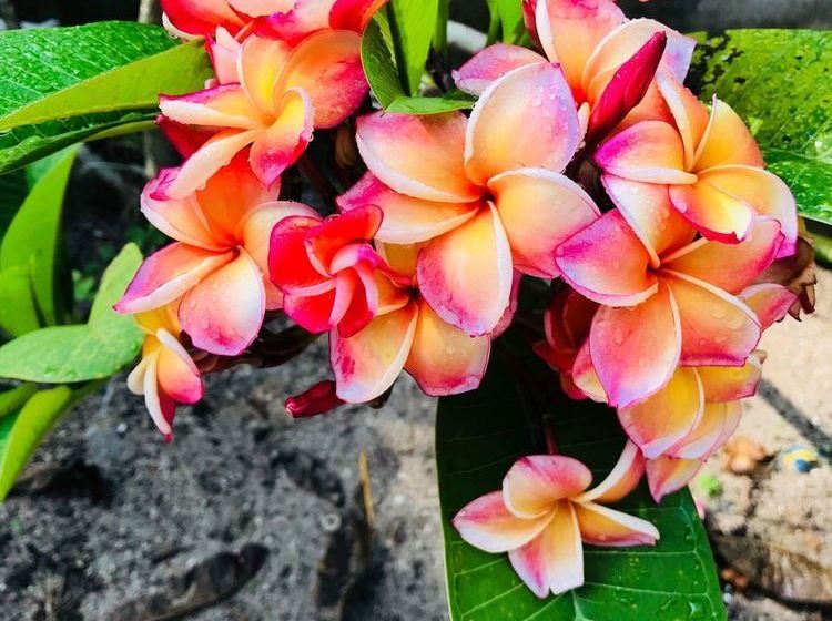 Hotel The Bamboo Garden 11