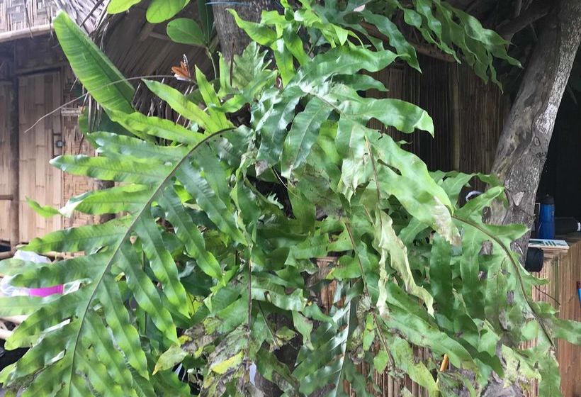 Hotel The Bamboo Garden 16