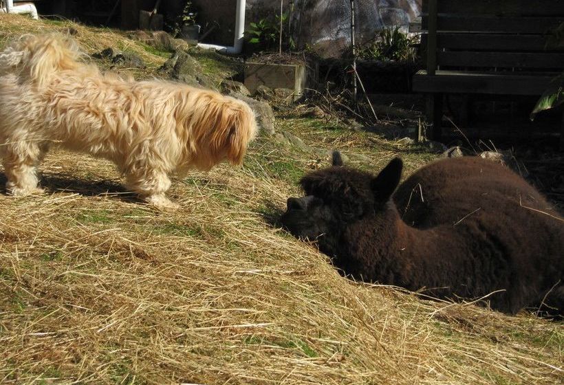 Pension Waiheke Island Guesthouse 3
