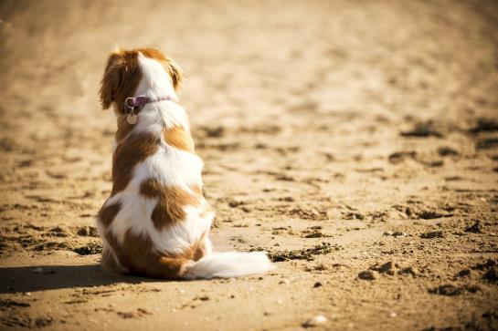 Hotel Best Western Aberavon Beach 16