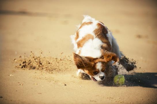 Hotel Best Western Aberavon Beach 18