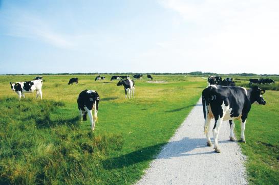 Best Western Hotel De Heidehof 20