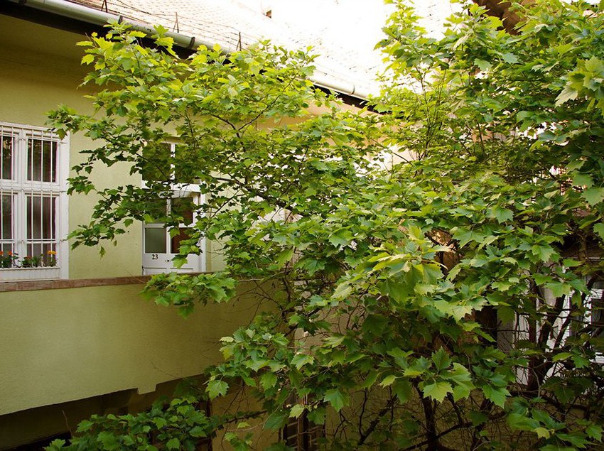 Hôtel Central Green