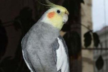 Hotel Pension Mozart