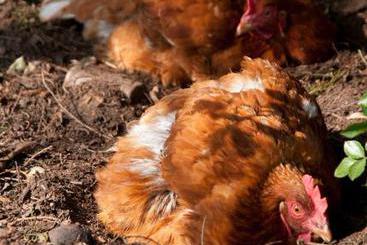 Church Farm Guest House 4