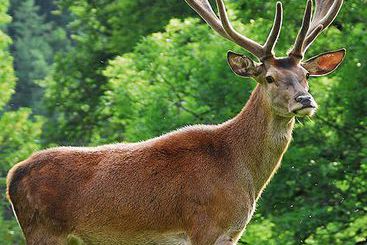 Hotel Gasthof Zur Post 13