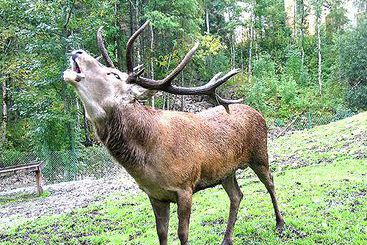 Hotel Gasthof Zur Post 15