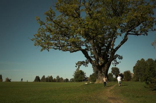 Pühajärve Spa & Holiday Resort 17