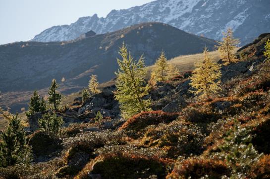 Hôtel Alpenkönigin 19