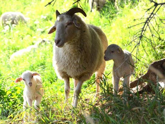Bauernhof Elsenhof 19