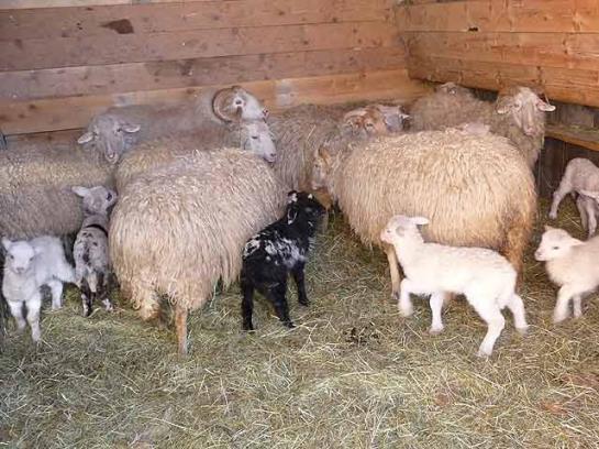 Bauernhof Elsenhof 4