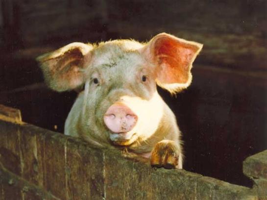 Bauernhof Elsenhof 9