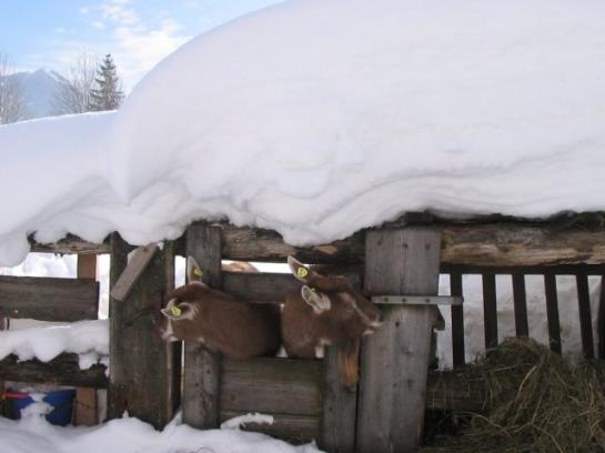Bauernhof Simmerlhof 18