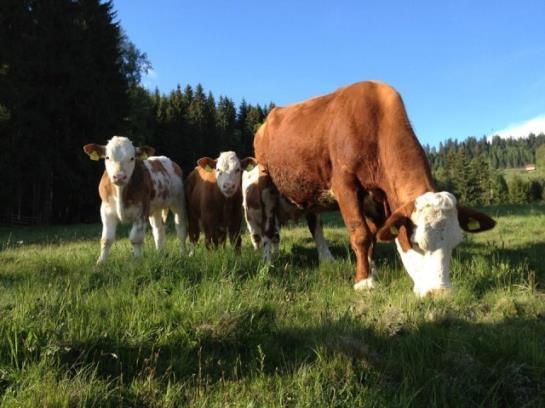 Pension Linder Gasthof 1