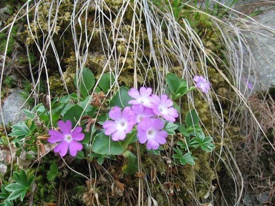 Hôtel Vitalhof Der Veitenhof