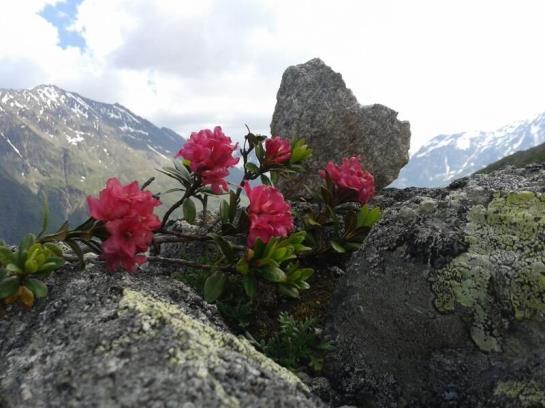 Hotel Haus Bergwind 20