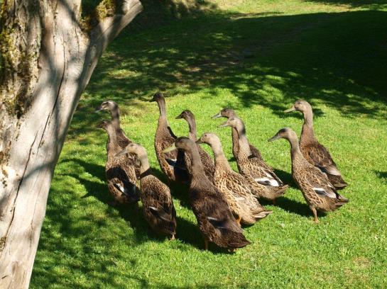 Naturhotel-pension Baeckerferdl 4