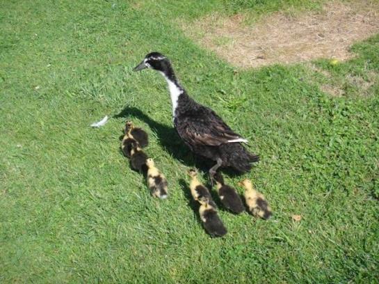 Bauernhof Bruderhof 16