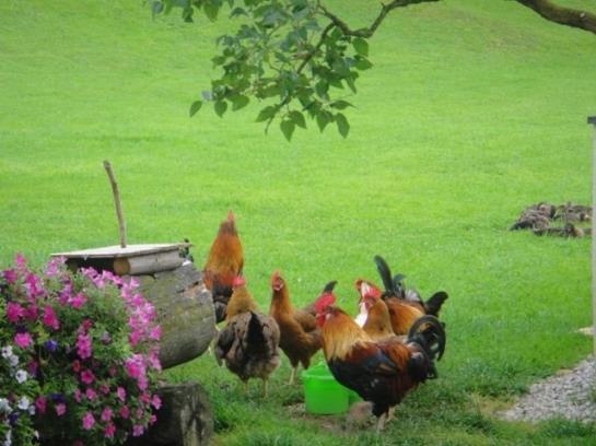 Bauernhof Bruderhof 3