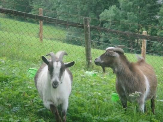 Bauernhof Bruderhof 5