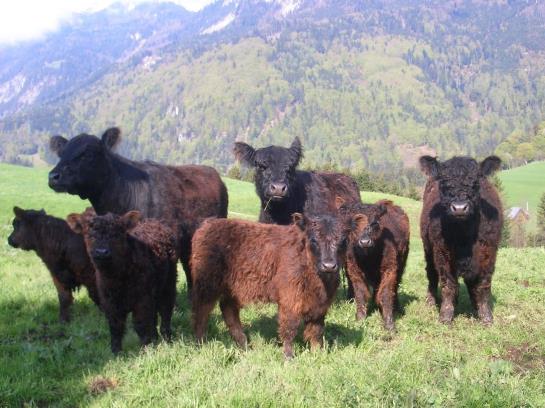 Bed & Breakfast Christoph Pension