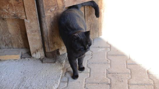 Bed & Breakfast Pension Gula