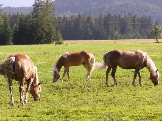 Bauernhof Liedlhof 10
