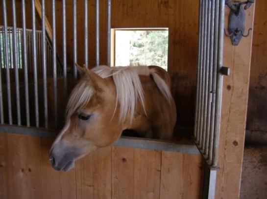 Bauernhof Liedlhof 15