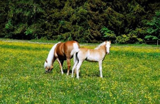 Bauernhof Liedlhof 18