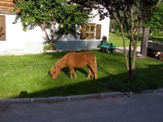 Bauernhof Liedlhof 8