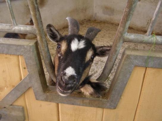 Bauernhof Liedlhof 9