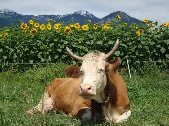 Bauernhof Stolzenhof 11