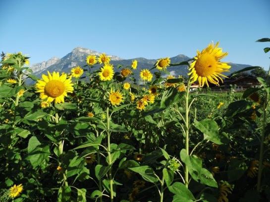 Bauernhof Stolzenhof 6