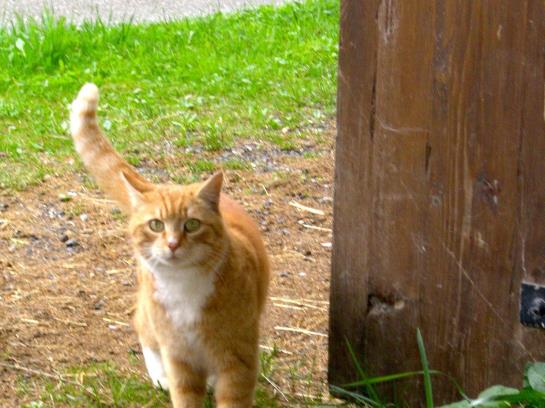 Bauernhof Muehltalhof 2