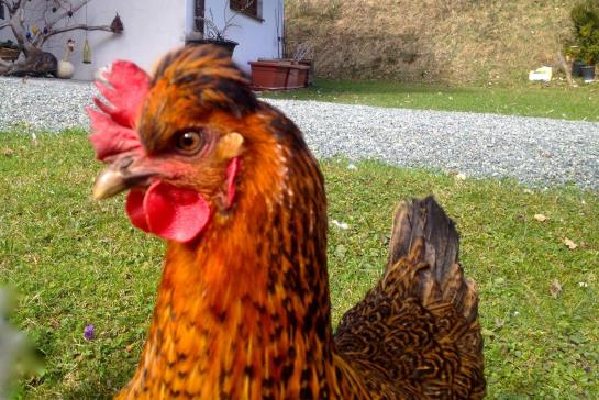 Bauernhof Muehltalhof 3