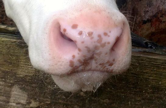 Bauernhof Muehltalhof 5