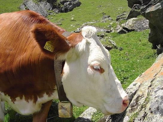 Bauernhof Hansenhof 3