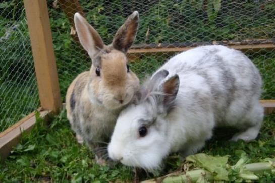 Bauernhof Stotznerhof 2