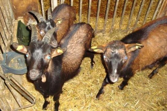 Bauernhof Stotznerhof 3