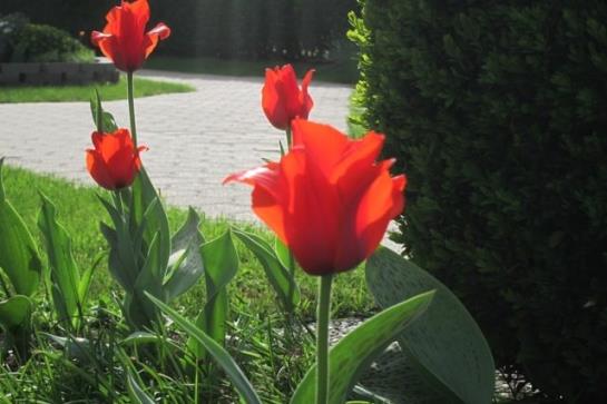 Appartements Koffler 1