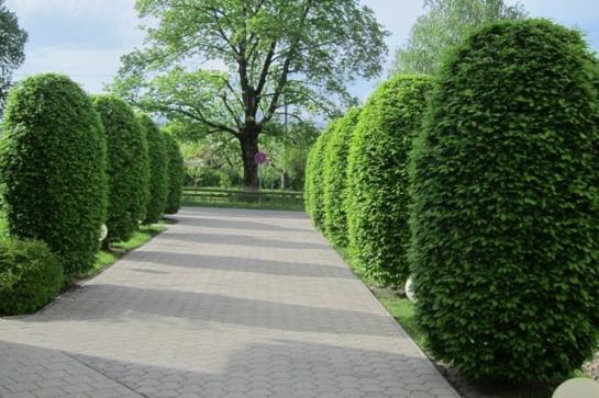 Appartements Koffler 2