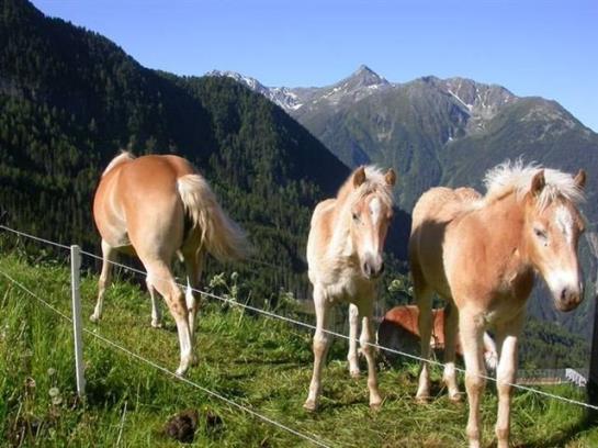 Hotel Hochzeigerhaus