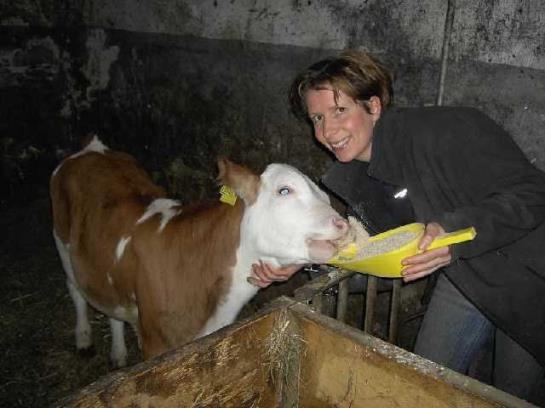 Pensione Landgasthof-schabus Gasthof