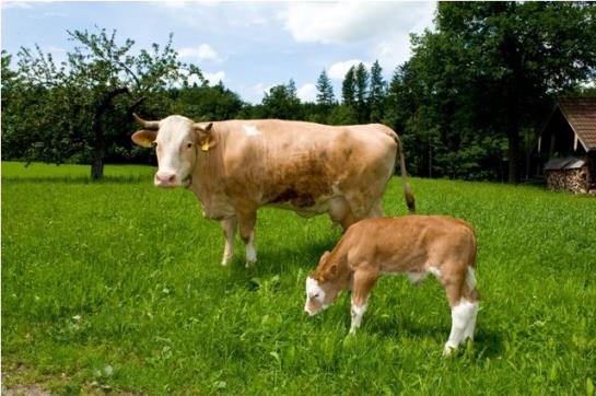 Pension Landgasthof Zum Altwirt