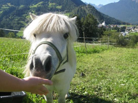 Kinderbauernhof Ierzerhof 1