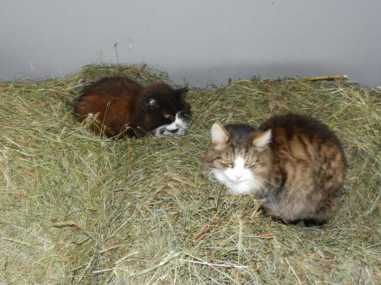 Bauernhof Stadlmannbauer 15