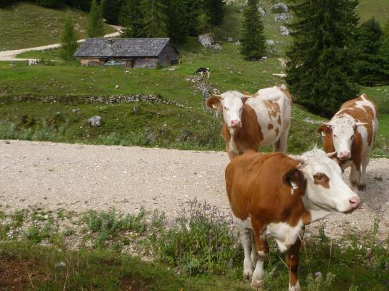 Bauernhof Stadlmannbauer 7